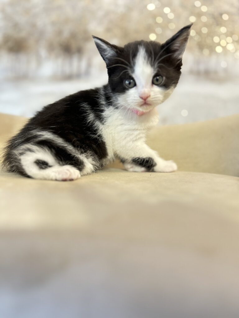 Black and white Maine Coon Kitten