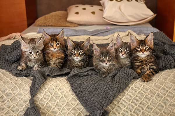 Varieties of Maine Coons