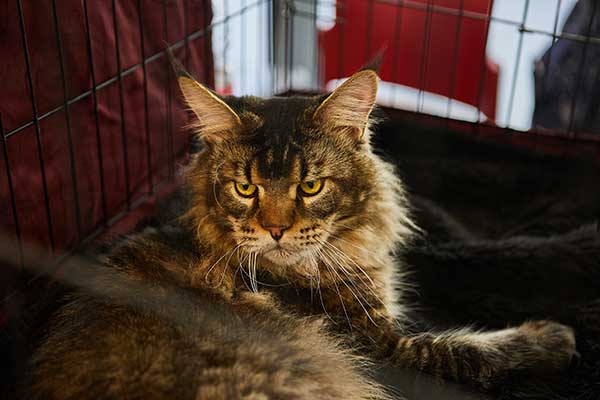 Maine Coons Across America