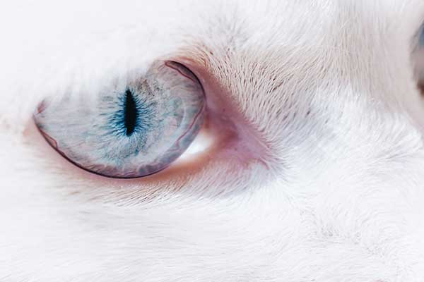 Blue-Eyed White Maine Coons