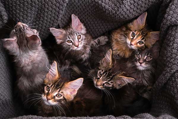 Polydactyl Maine Coons